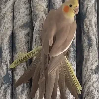 عروس هلندی آهویی