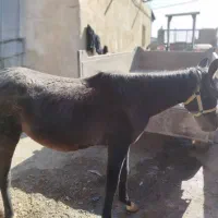 کر اسب|اسب و تجهیزات اسبسواری|شیروان (لرستان), |دیوار