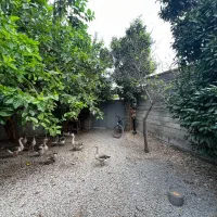 ویلا ۲۵۰متری بافت جاده سرخرود|فروش خانه و ویلا|دابودشت, |دیوار