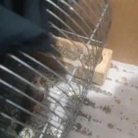 قناری پرتغالی معاوضه|پرنده|شیراز, گلشن|دیوار