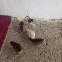 جوجه محلی