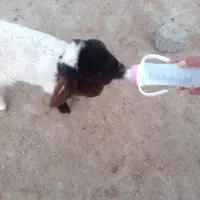 یک عدد بره ماده|حیوانات مزرعه|دهلران, |دیوار