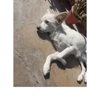 گمشده در محدوده پونصد