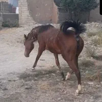 کره مادیون درشوری خوب لطفاً مشتری واقعی تماس بگیرد|حیوانات مزرعه|شهرکرد, |دیوار