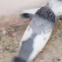 نر سینه سبز یال دم وصل