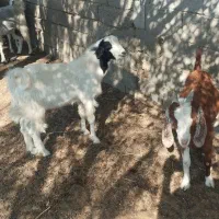 معاوضه با گاو|حیوانات مزرعه|چاه مرید, |دیوار