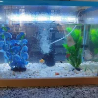 آکواریوم نو با لوازماش