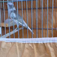 قناری|پرنده|محمدیه-قزوین, |دیوار