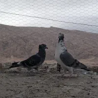 بزک سینه سفید کوهی کاکلی