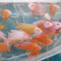 آکواریوم اقیانوس آرام در گلدیس