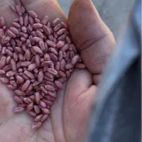 بذر گندم بذرمال شده (روی،هیومیک اسیدوهاسمیک آریا)