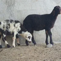 دو عدد بره نر و ماده خوراک خور جنس