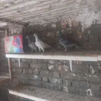 ۸‌عدد‌تبعیدی‌باهم‌دونه‌۴۰۰