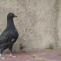 کبوتر|پرنده|وحدتیه, |دیوار