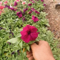 تولید گلهای باغچه ای وفضای سبز شرکت های وویلا