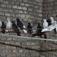 جوانه هفرنگ دم سفید|پرنده|سبزوار, ابارش|دیوار