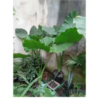 به گلخانه کوچک ما خوش امدین