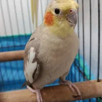 طوطی عروس ماده