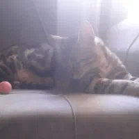 گربه گمشده|حیوانات|ملارد, |دیوار