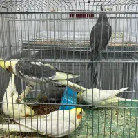 فروش پرنده های زینتی