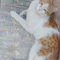 واگذاری رایگان گربه