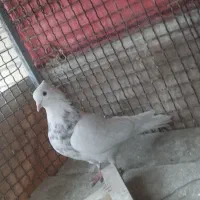 کبوتر رنگی طوقی|پرنده|لنجان, |دیوار