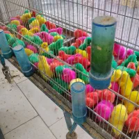 جوجه رنگی تک فروشی حتی یک عدد