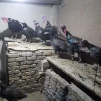فروش تعدادی محدود بوقلمون محلی