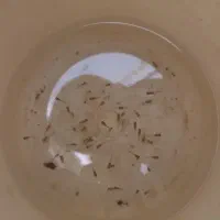 گوپی|ماهی|آران و بیدگل, |دیوار