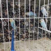 مرغ عشق زیبا|پرنده|بروجن, |دیوار