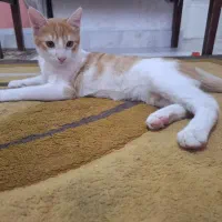 واگذاری گربه خونگی ۳ونیم ماهه