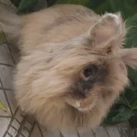 خرگوش ترکیب لوپ ، کله شیر، لاین هد قیمت ۹۹۰