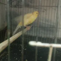 پرنده قناری رسمی بلند