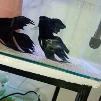 لوازم اکواریوم.ماهی اکواریوم گوپی انجل اسکار کالر