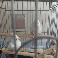 یک جفت  هلندی آلبینو سفید