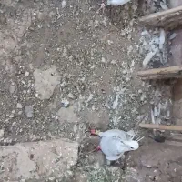 یک جفت نر عتیقه زدوخوردی ..موقعیت سبزوار قابل ارسا|پرنده|سبزوار, قصبه غربی|دیوار