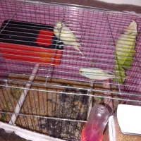 یک جفت مرغ عشق مولددارندتخم می‌گذارند|پرنده|تبریز, |دیوار