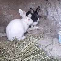 دو عدد خرگوش نر و ماده ابستن