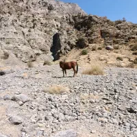 اسب ابستن درشور باکره دوساله|اسب و تجهیزات اسبسواری|یاسوج, |دیوار