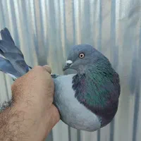سبز