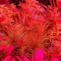 پلنت|ماهی|اصفهان, خواجو|دیوار