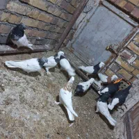 تعداد ۱۰ عدد کفتر رنگه