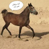 اسب مادیان کرد سواری دار|اسب و تجهیزات اسب‌سواری|خمینی‌شهر, |دیوار