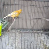 قنار نر بخون