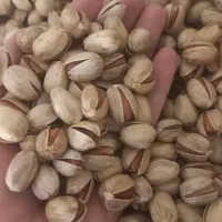 پسته کله قوچی