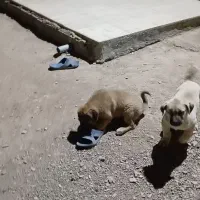 گمشده|حیوانات|قره چای, |دیوار