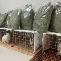 یونجه پر گل|عمدهفروشی|کرج, گلشهر|دیوار