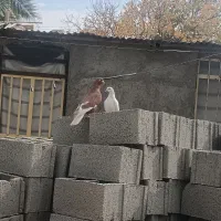 کفتربهبانی ویک میلیمنزنر سرحال|پرنده|افزر, |دیوار