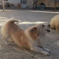 سگ پاکوتاه نگهبان دهن پاک