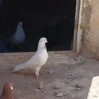 کفتر .